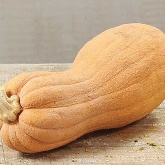 Squash 'Violina Di Rugosa' - Organic Seeds