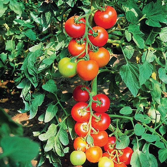 Tomato 'Diplom' (Indeterminate) F1 - Organic Seeds