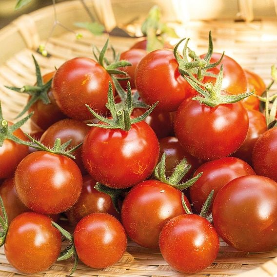 Tomato 'Zuckertraube' - Organic Seeds