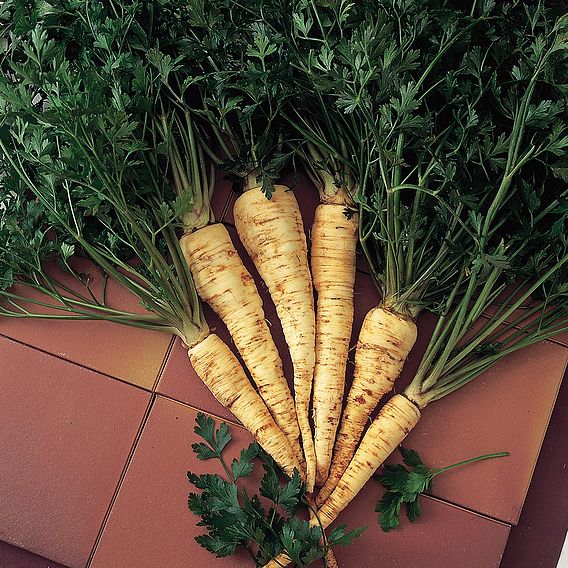 Parsley 'Hamburg' - Organic Herb Seeds