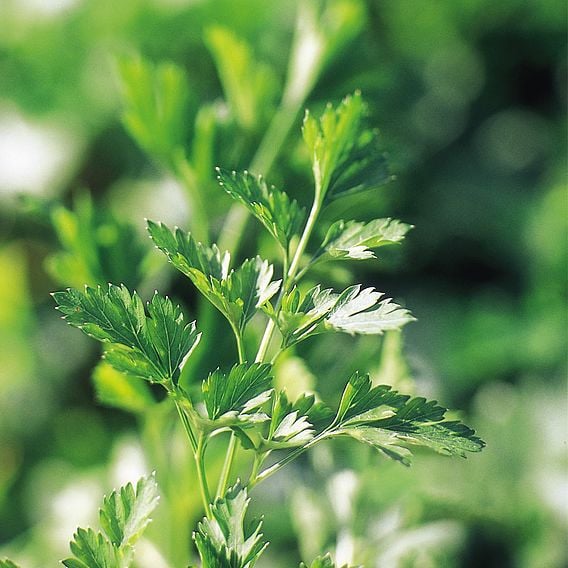 Parsley Saver Pack - Organic Herb Seeds