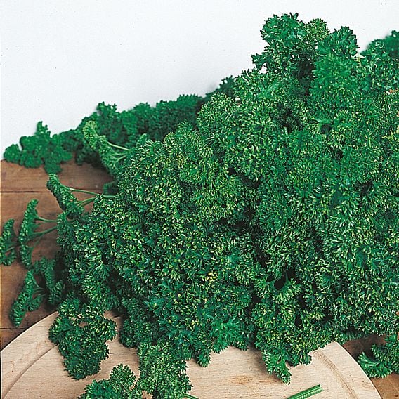 Parsley Saver Pack - Organic Herb Seeds
