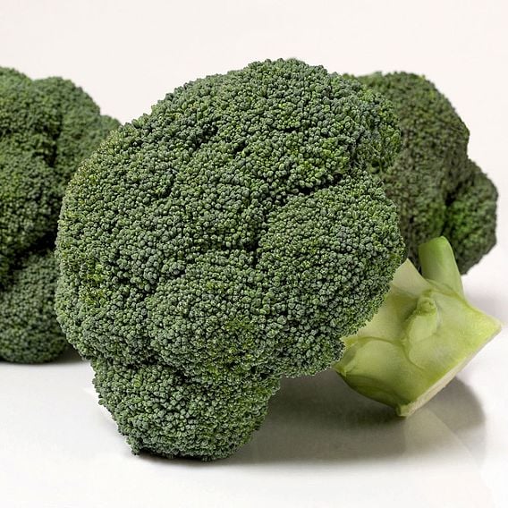 Broccoli 'Covina' F1 - Organic Seeds