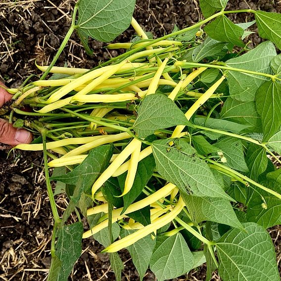 Dwarf French Bean 'Dior' - Organic Seeds