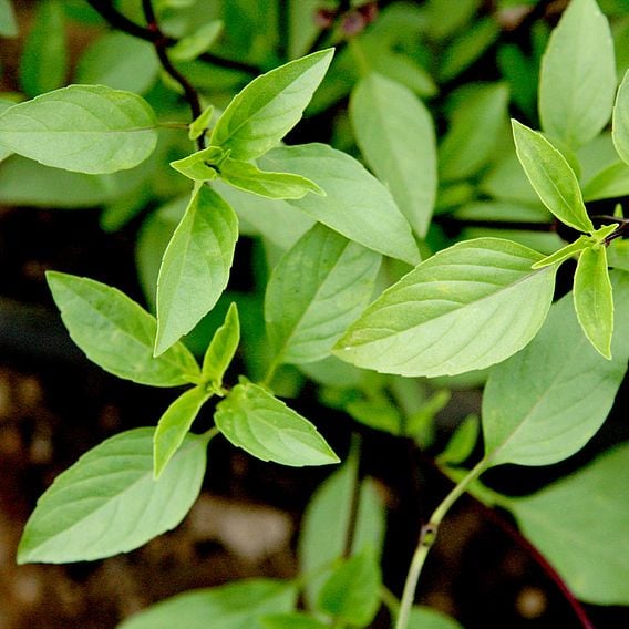 Basil 'Thai Basil' - Organic Herb Seeds