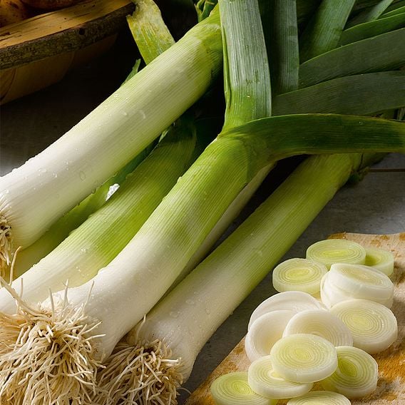 Leek 'Runner' F1 - Organic Seeds