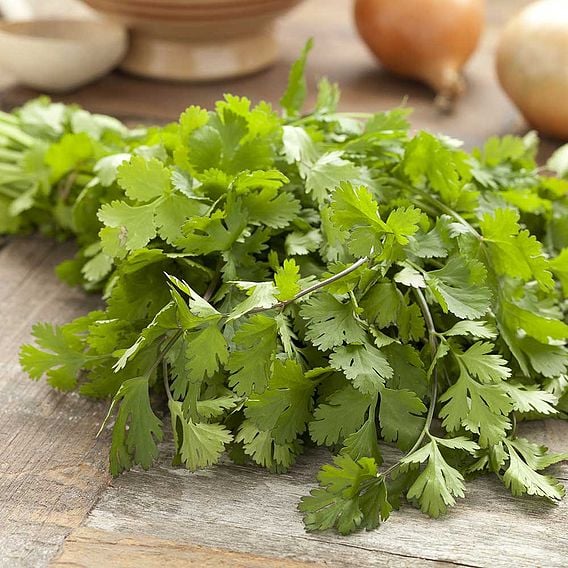 Coriander 'Slobolt' - Organic Herb Seeds