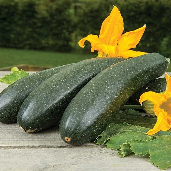 Courgette 'Wave Climber' - Organic Seeds