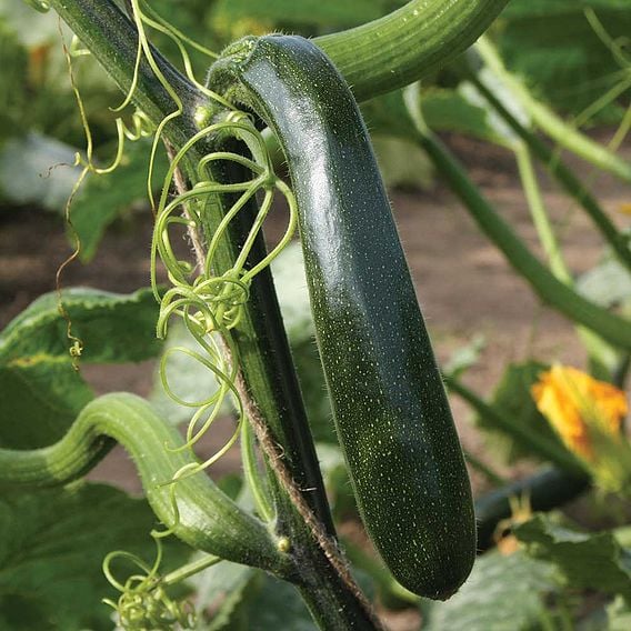 Courgette 'Wave Climber' - Organic Seeds