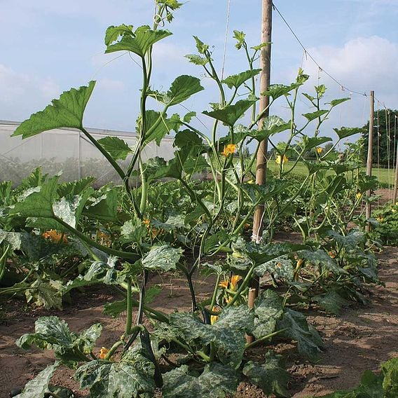 Courgette 'Wave Climber' - Organic Seeds