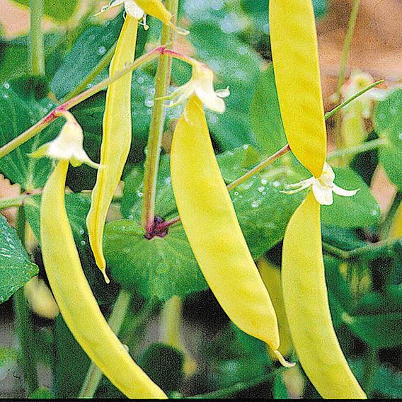 Pea 'Golden Sweet' (Mangetout) - Organic Seeds