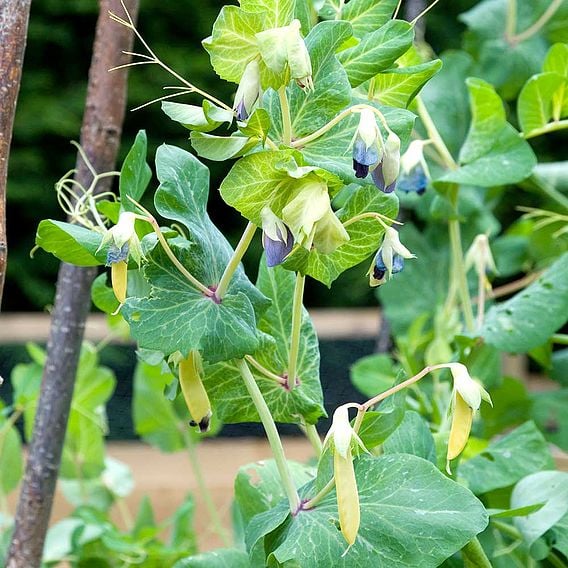 Pea 'Golden Sweet' (Mangetout) - Organic Seeds
