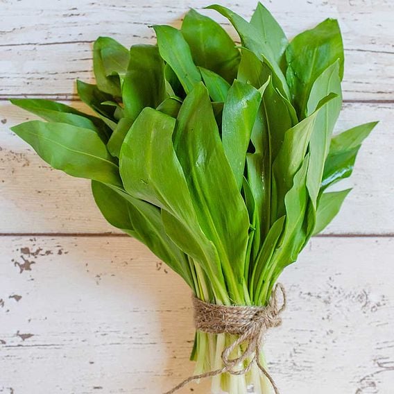 Wild Garlic - Organic Herb Seeds