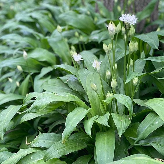Wild Garlic - Organic Herb Seeds