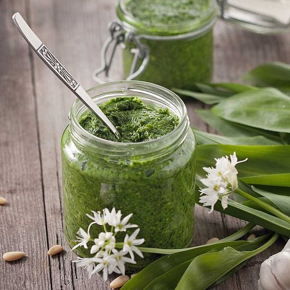 Wild Garlic - Organic Herb Seeds