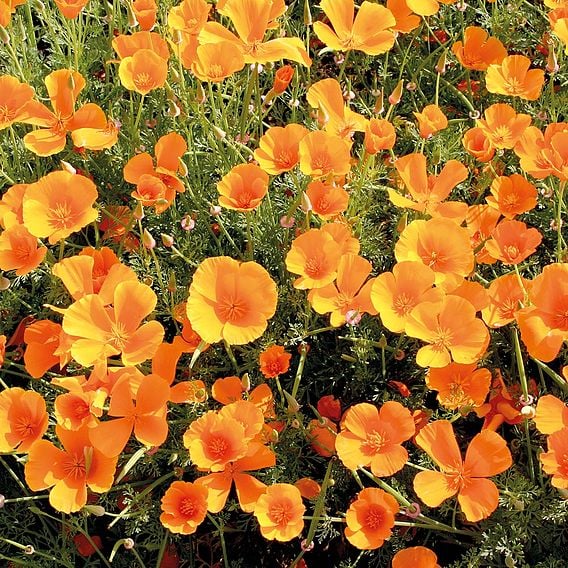 Poppy 'Mission Bells' - Organic Seeds