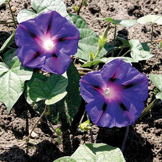 Ipomea 'Purple' - Organic Seeds