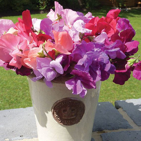 Sweet Pea 'Spencer Mix' - Organic Seeds