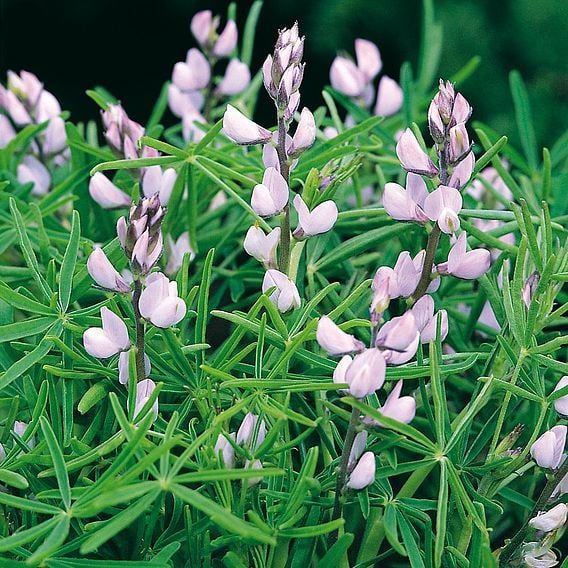 Agricultural Lupin - Organic Green Manure Seeds