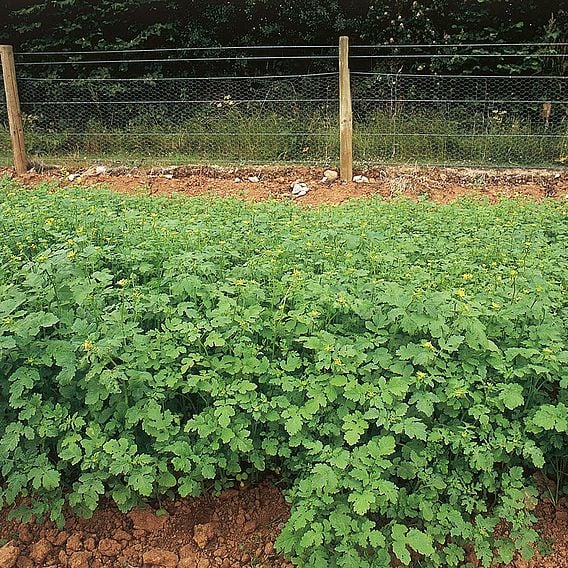 Alfalfa (Lucerne) - Organic Green Manure Seeds