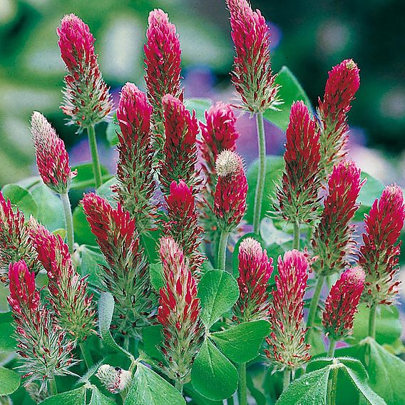 Crimson Clover - Organic Green Manure Seeds
