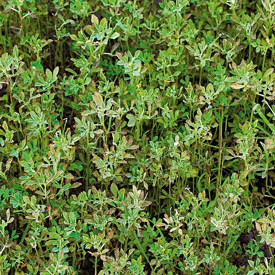 Fenugreek - Organic Green Manure Seeds