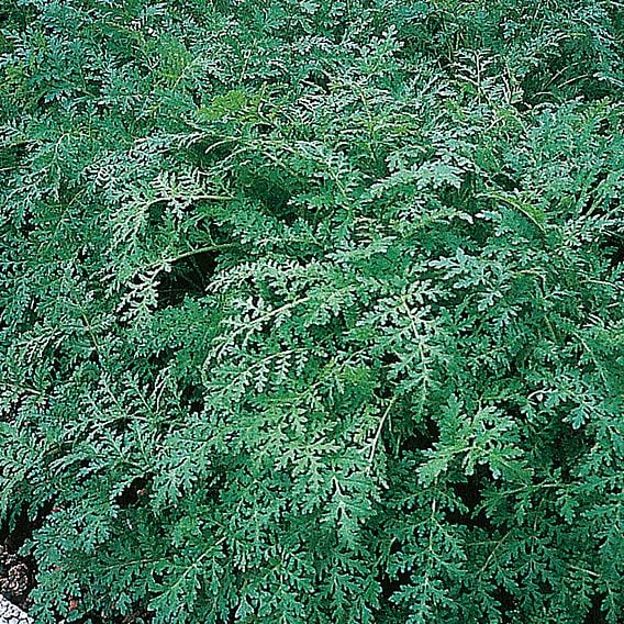 Phacelia Tanacetifolia - Organic Green Manure Seeds
