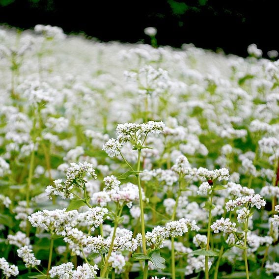 Tubingen Mix (For Bees) - Organic Green Manure Seeds