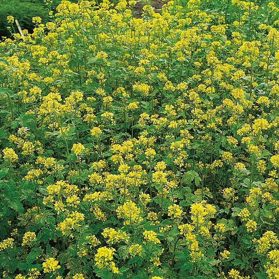 Tubingen Mix (For Bees) - Organic Green Manure Seeds