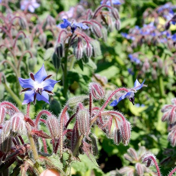 Tubingen Mix (For Bees) - Organic Green Manure Seeds