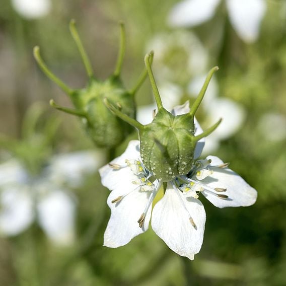 Tubingen Mix (For Bees) - Organic Green Manure Seeds