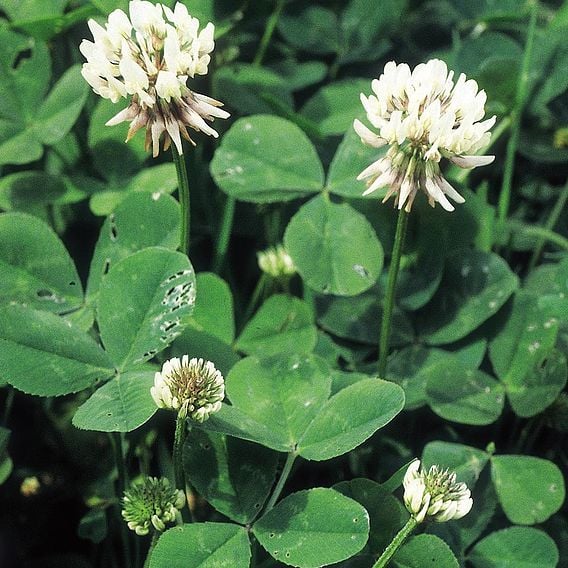 White Clover - Organic Green Manure Seeds