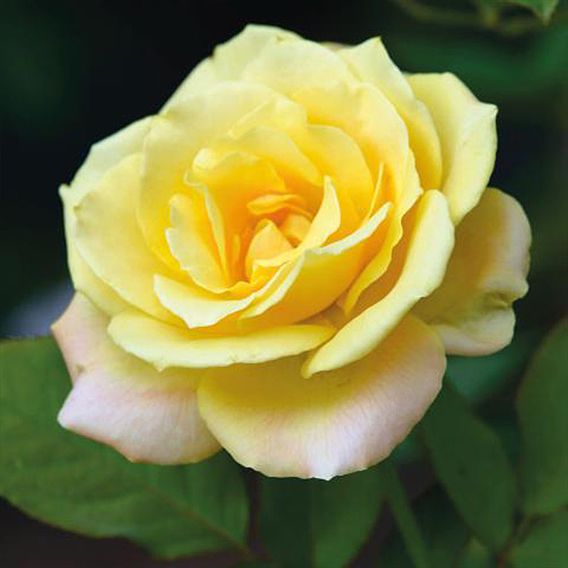 Rose 'Laura Ford' (Climbing Rose)