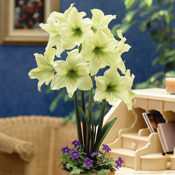 Amaryllis Collection