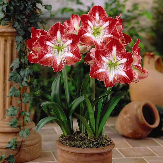 Amaryllis Collection