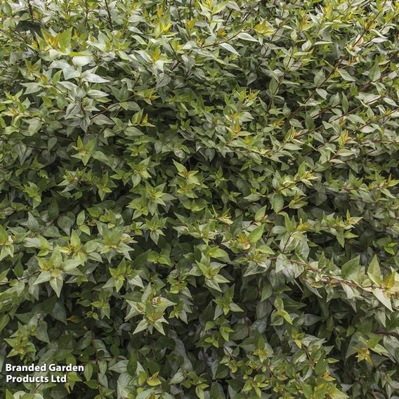 Abelia x grandiflora
