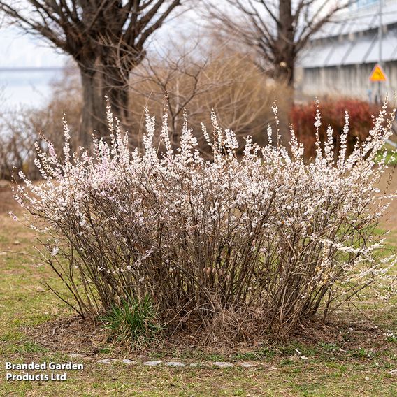 Abeliophyllum Distichum