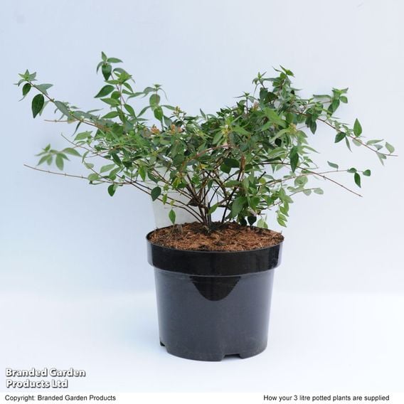 Abelia x grandiflora 'Francis Mason'