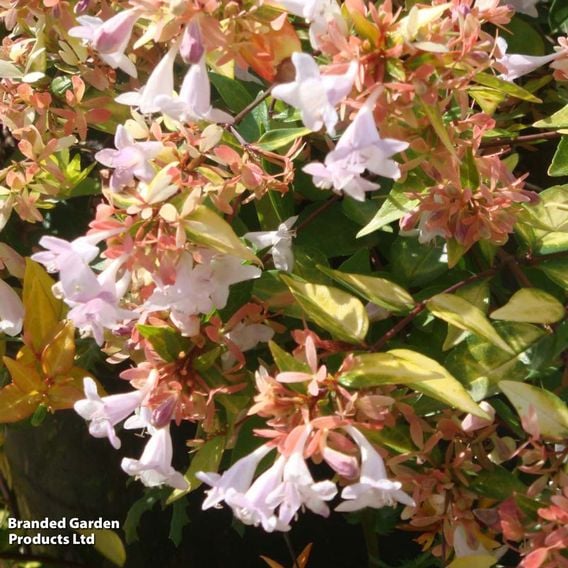 Abelia x grandiflora 'Francis Mason'