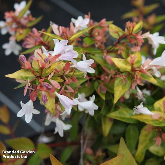 Abelia x grandiflora 'Francis Mason'