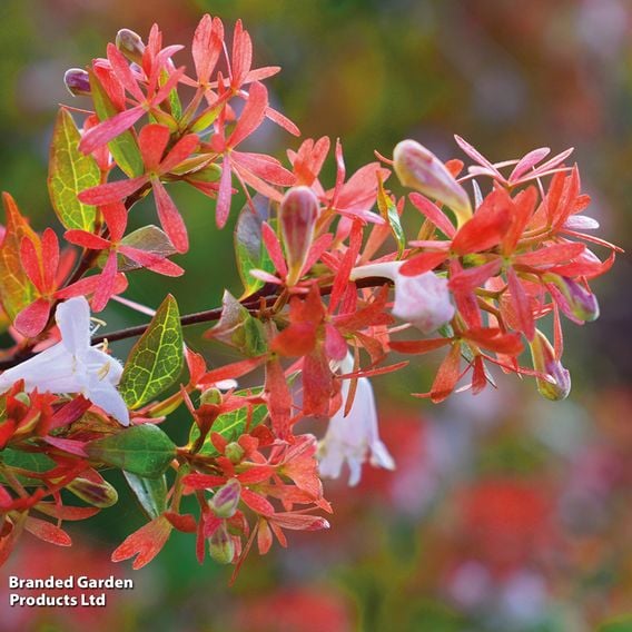 Abelia x grandiflora 'Francis Mason'