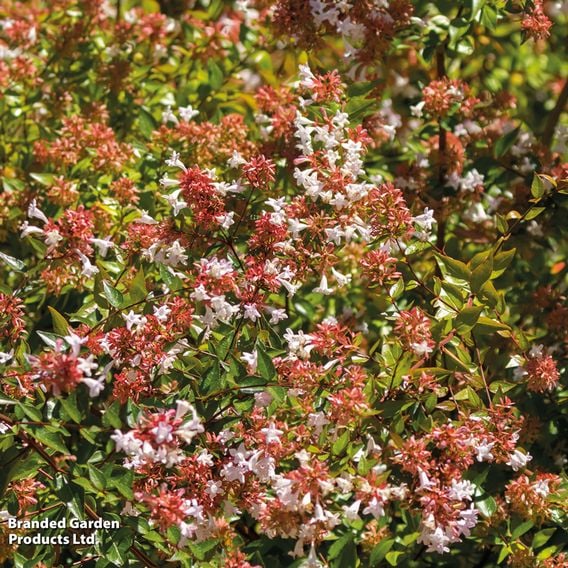Abelia x grandiflora 'Francis Mason'