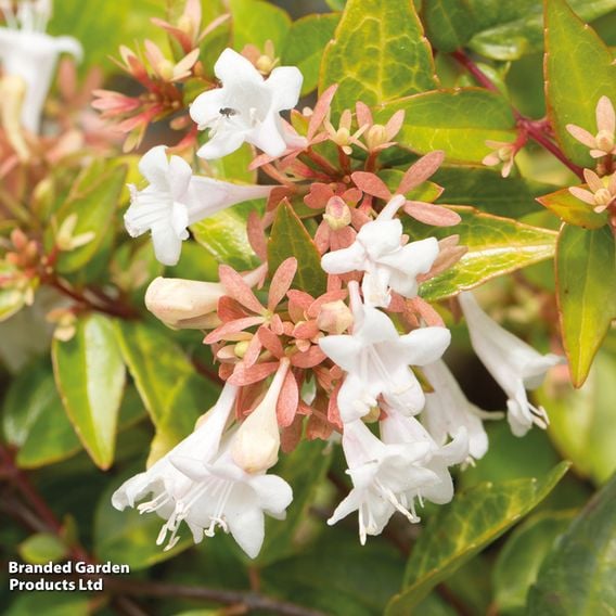 Abelia x grandiflora 'Francis Mason'