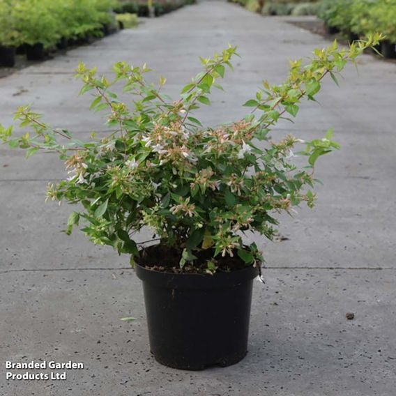 Abelia x grandiflora 'Francis Mason'