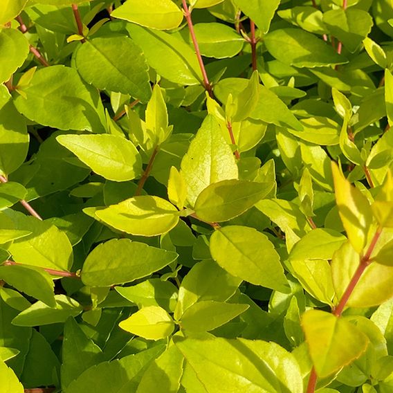 Abelia x grandiflora 'Gold Jewel'