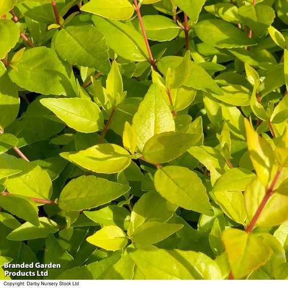 Abelia x grandiflora 'Gold Jewel'