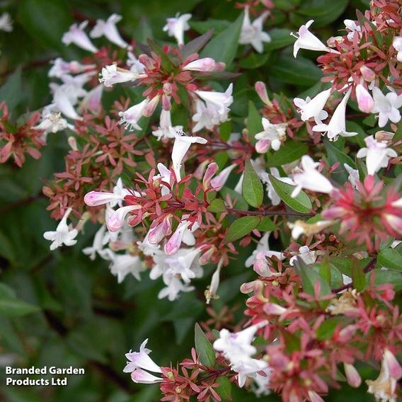 Abelia x grandiflora