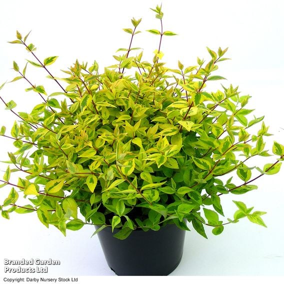 Abelia x grandiflora 'Kaleidoscope'