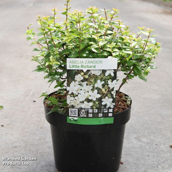 Abelia zanderi 'Little Richard'