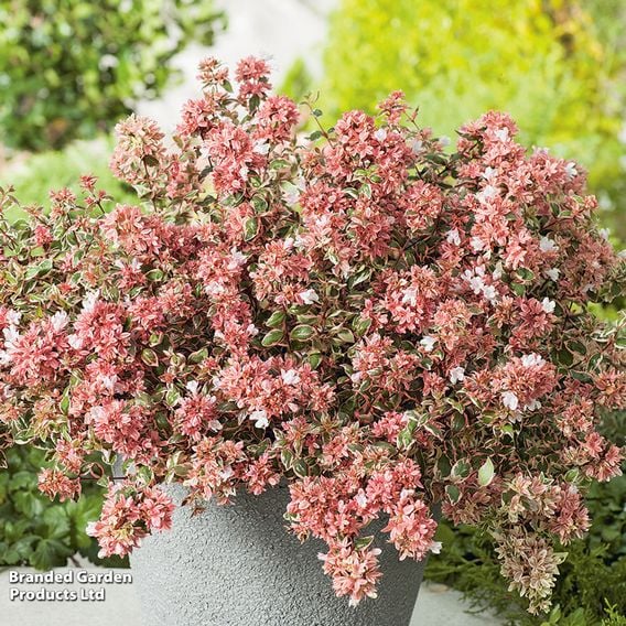 Abelia x grandiflora 'Magic Daydream'